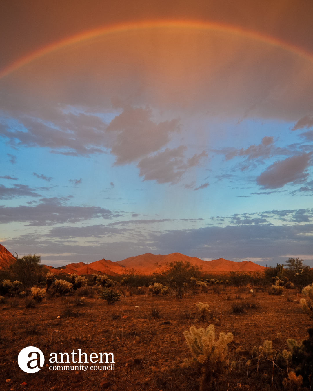 Rainbow Daisy Mountain (3)